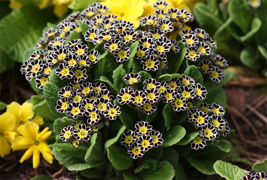 Primula elatior Victorian Laced Primroses